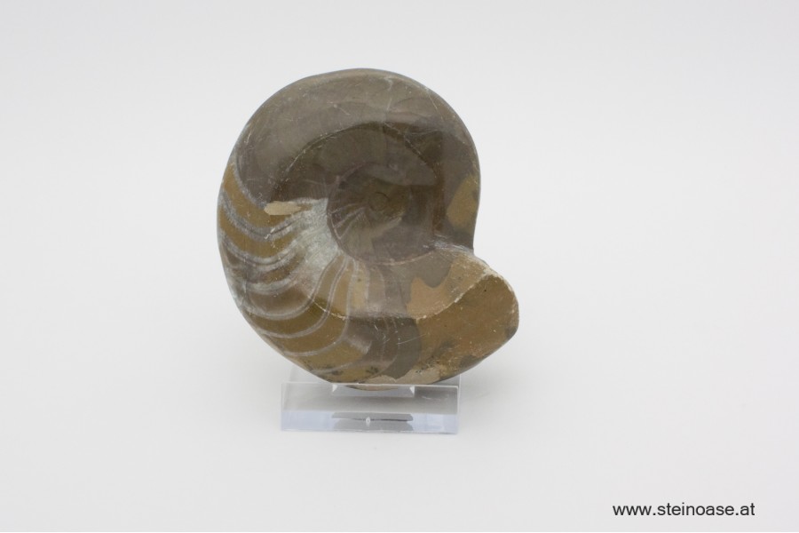 Ammonite  poliert